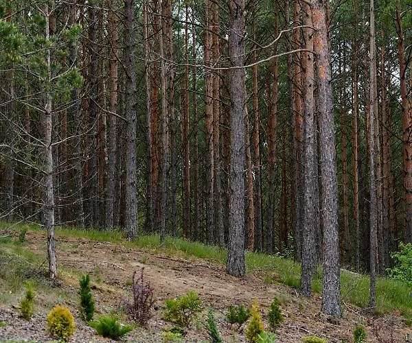 Wrzosowy Zakatek スヲーネガシエ